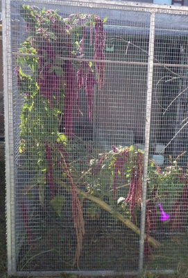 Red hanging amaranthus