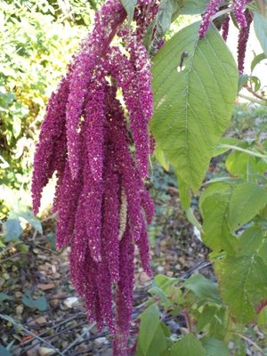 Plant3.JPG
