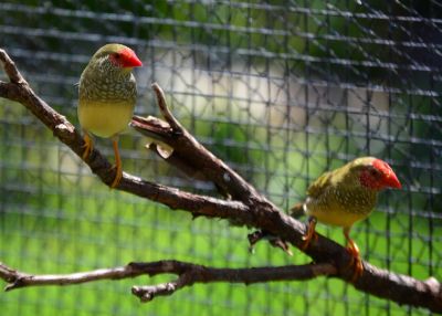 Star finches (2).JPG