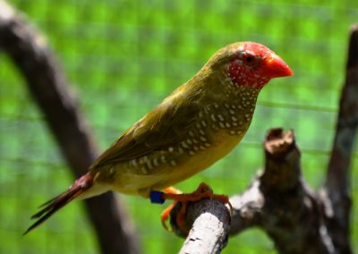 Star finches (3).JPG