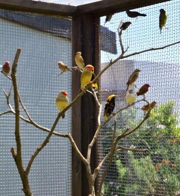 Finches (1).JPG