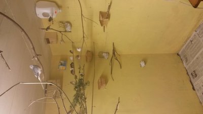 Just thought I'd take a picture of all the random nests in this corner.