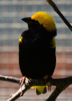 Yellow Bishop (1).JPG