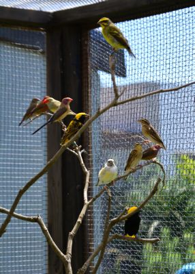 Finches 073.JPG