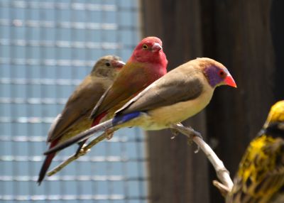 Red firefinches (1).JPG