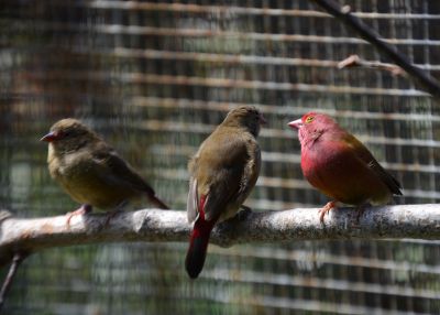 Red firefinches (7).JPG