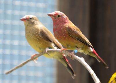 Red firefinches (3).JPG