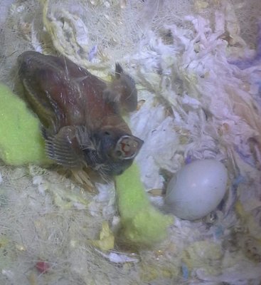 Open eyes! Day 6.