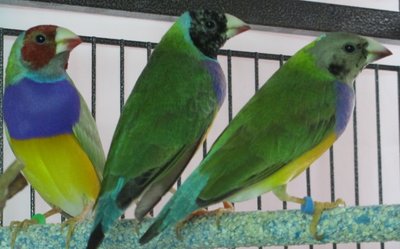 3 young Gouldian Males $75 Pickup in Wisconsin.jpg