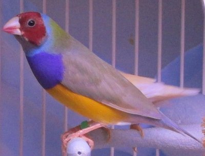 RH.b.PC.SFYB(dilute) 11.2013 hatch cld be split YH WB or Blue.jpg