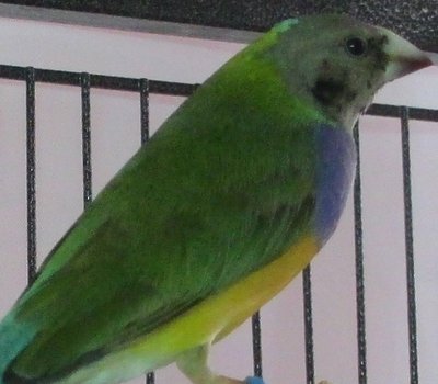 BH.PCw.GB 2.2014 hatch cld be split YH or split Blue.jpg