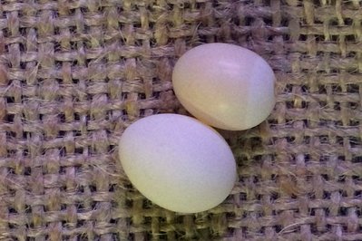 fire finch and society egg.jpg