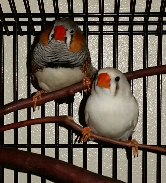 My babies &lt;3