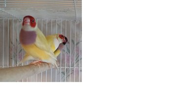 yellow chick with purple breast and hint of green
