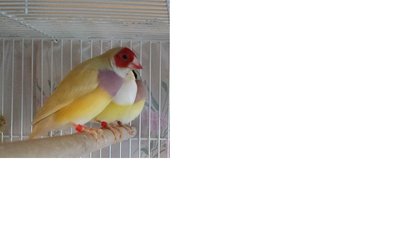 yellow chick purple breast with hint of green
