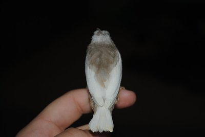 isabela baby ( I believe)