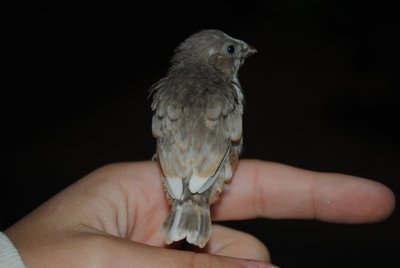 mystery baby
