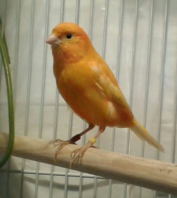 Here's my boy , Luciano.