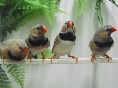 they became so lovely...