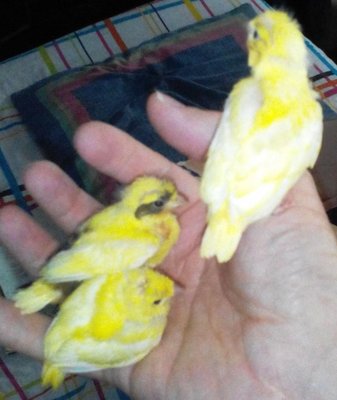 canary in the hand.jpg