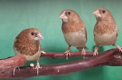 fawn pied butter band 2.jpg
