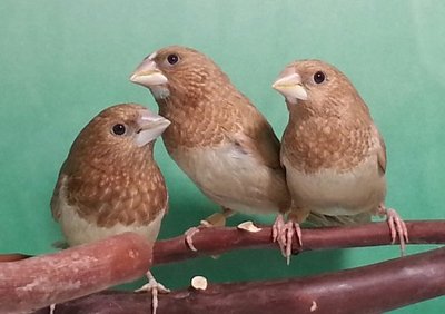 fawn pied butter band 1.jpg