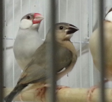 10-31 split to fawn and silver fledgling java and mom second pair.jpg