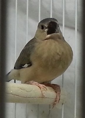 10-31 split to fawn silver java fledgling second family.jpg