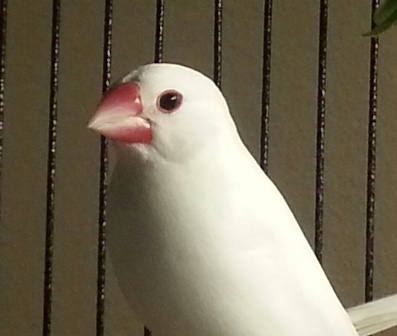5-17 DEW java 4 hen.jpg