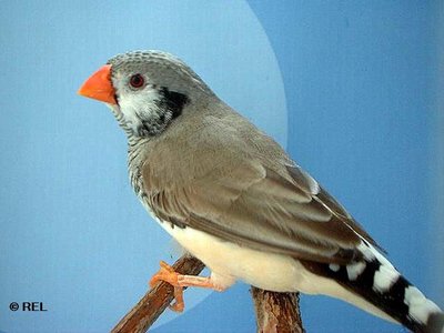 A picture taken from Ariel- Israeli breeder (http://ifinch.org/zf_wc.htm)