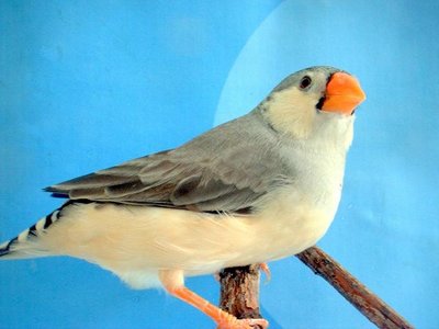 taken from Ariel- Israeli breeder<br />(http://ifinch.org/zf_wc.htm)