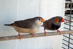 this is one of my pairs- the male was BF split to BB and BC, the female was WC BC