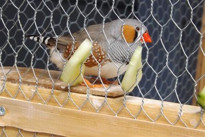 DSCF2560 (Small).JPG