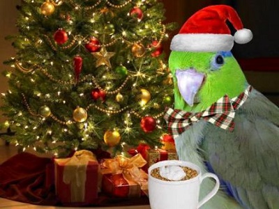 rummy christmas!!! 448x336.jpg