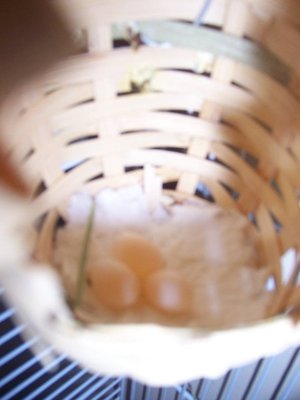 I took this photo on the 12th and since then, she's hardly been out of the nest.