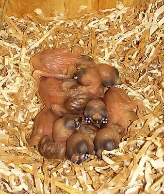 Gouldians at 8 Days Old.jpg