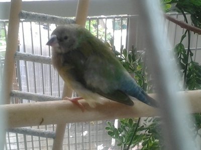 Juvenile Sharra (the one who almost died)