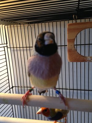 Clementine