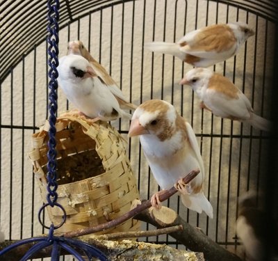 Fawn pied male Society finch that really likes the new bird