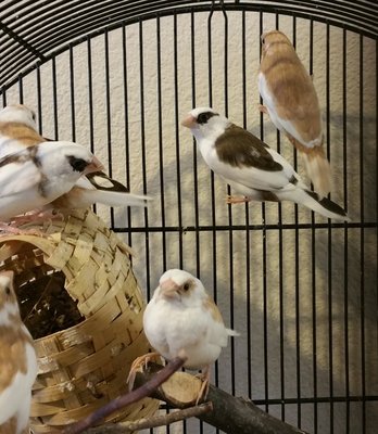 From left to right: A few babies on the left and mom in the back which you can't see, dad in the middle, batman hanging from the cage, and the pretty fawn female I am hoping will give me pretty babies. :D