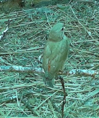 Fawn2.jpg