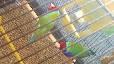 birds2.jpg
