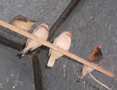 from the OB aviary
