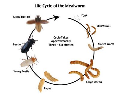 mealcycle1.jpeg