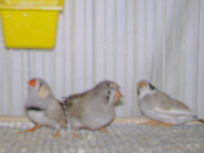 Dad (foreground) and the babies<br />1 you can see the &quot;tears&quot;<br />2 hiding behind 1 looks like a normal black cheek, but lighter color<br />3 is the lightback pied, with light grey cheeks and black and white throat...weird...