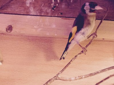 Picture of european gold finch