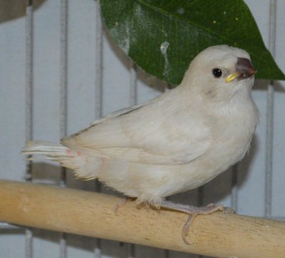 crissy firetails 008.JPG