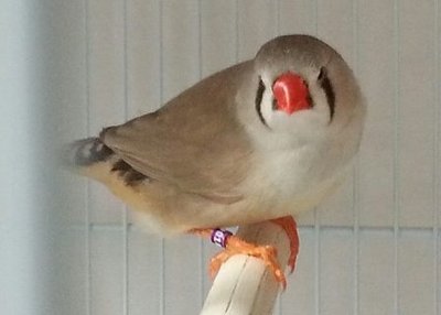 fawn English hen.jpg