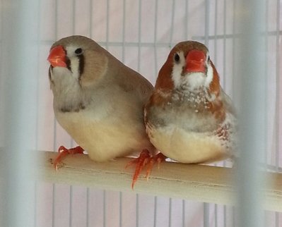 European Isabel BB split OB pair.jpg