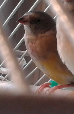 The far slim one in the picture, don't know gender yet.